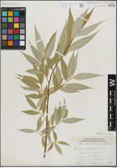 Foto von Salix lasiandra Benth.